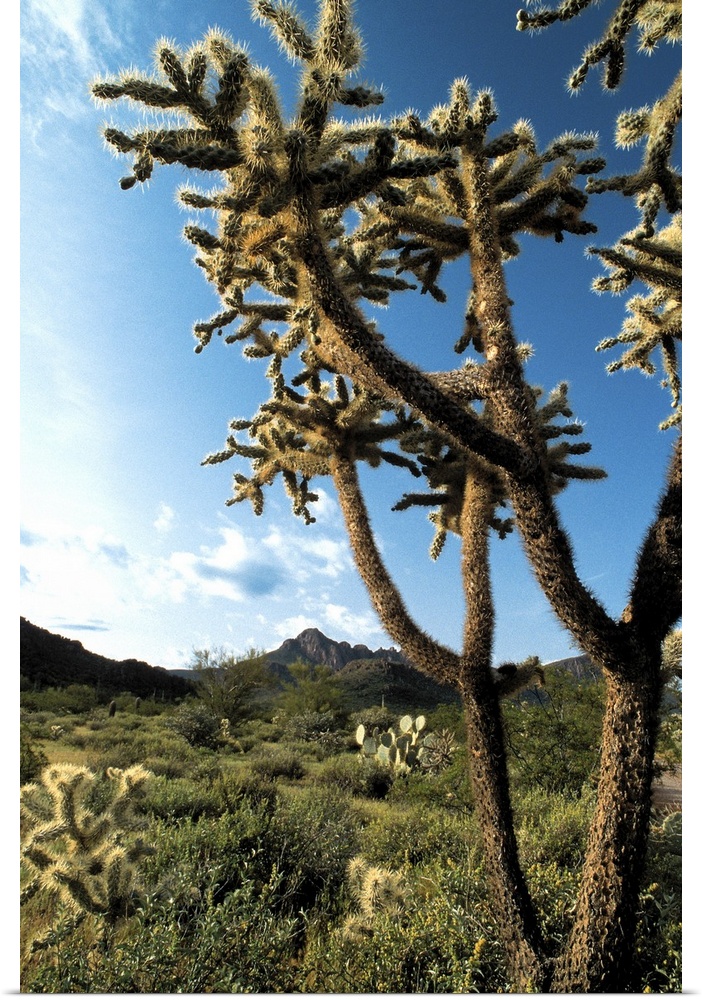 Cactus in Saguaro National Park , Arizona
