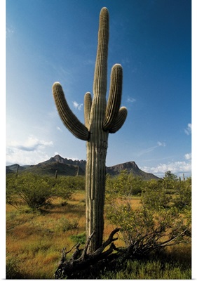 Cactus in Saguaro National Park, Arizona