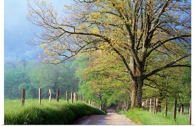Cades Cove Lane In Great Smoky Mountains National Park