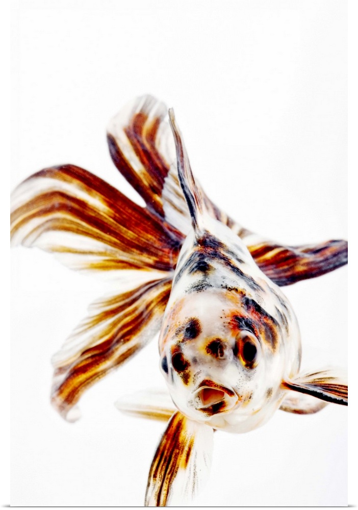 Calico Fantail Comet goldfish (Carassius auratus). Calico goldfish with long, fan like fins. Studio shot against white bac...