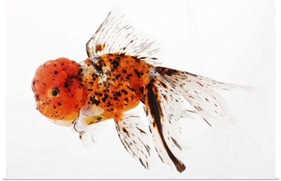 Calico lionhead goldfish (Carassius auratus). Hooded variety of fancy goldfish