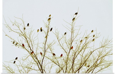 Cardinals on tree against sky.