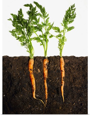 Carrots In Dirt