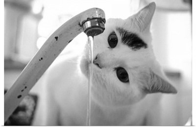 Cat drinking water from faucet.