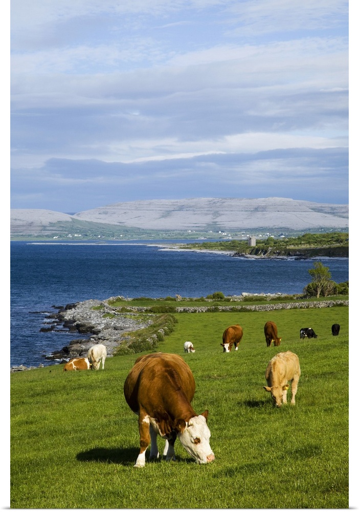 Cattle graze along the coastline, County Clare, Ireland