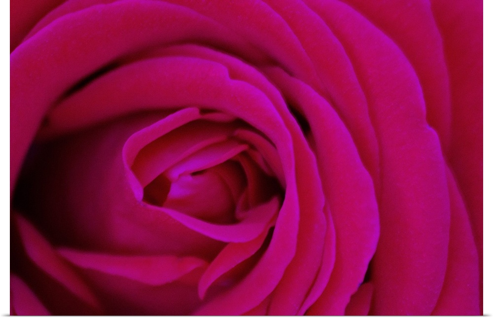 Center and delicate petals of pink rose.
