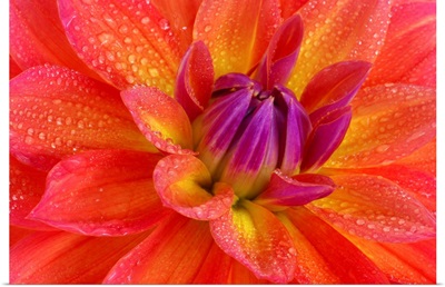 Center of brightly coloured dahlia