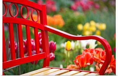 Chair In Tulip Field