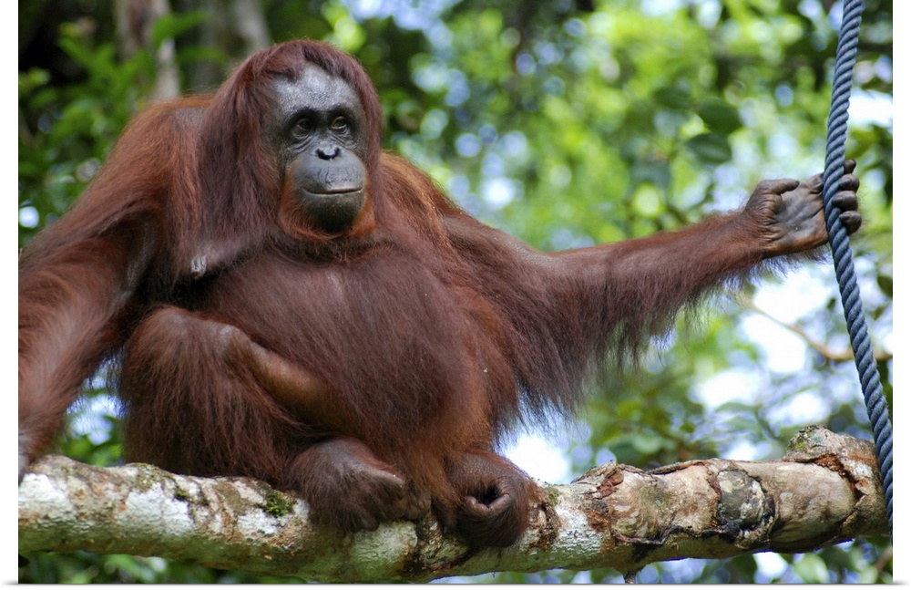 Cheeky orangutan sitting on branch in Borneo.