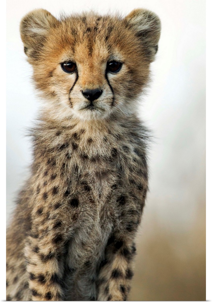 Tanzania, Ngorongoro Conservation Area, Ndutu Plains, Close-up portrait of young Cheetah Cub (Acinonyx jubatas) sitting on...