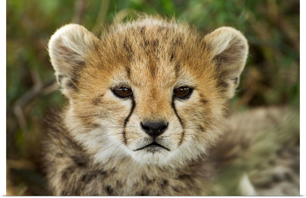Tanzania, Ngorongoro Conservation Area, Ndutu Plains, Close-up portrait of young Cheetah Cub (Acinonyx jubatas) resting in...