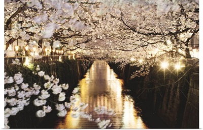 Cherry blossom at night