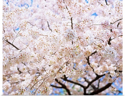 Cherry blossom on tree, spring