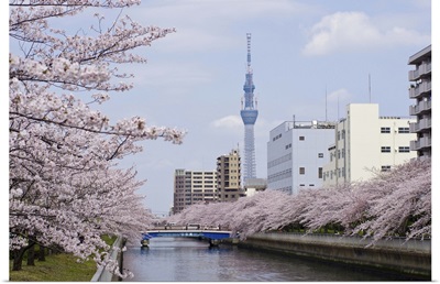 Cherry blossom trees along river, Tokyo.