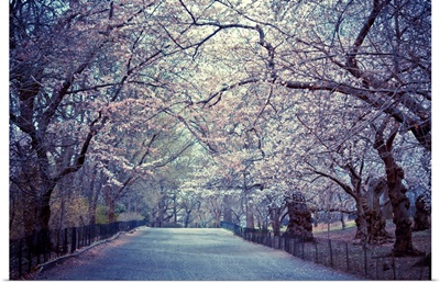 Cherry blossoms trees in Central Park's bridle path in New York City.