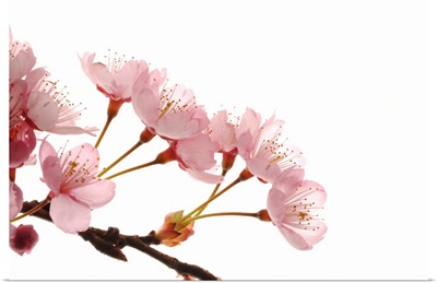 Cherry Flowers, Close Up, White Background