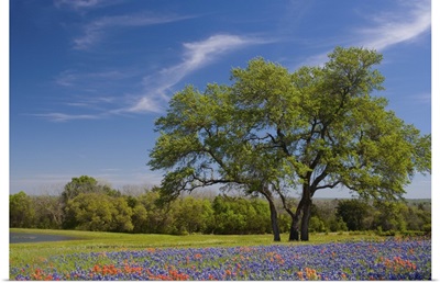 Chestnut Oak - Quercus muehlenbergii - in field of Texas Blue Bonnets