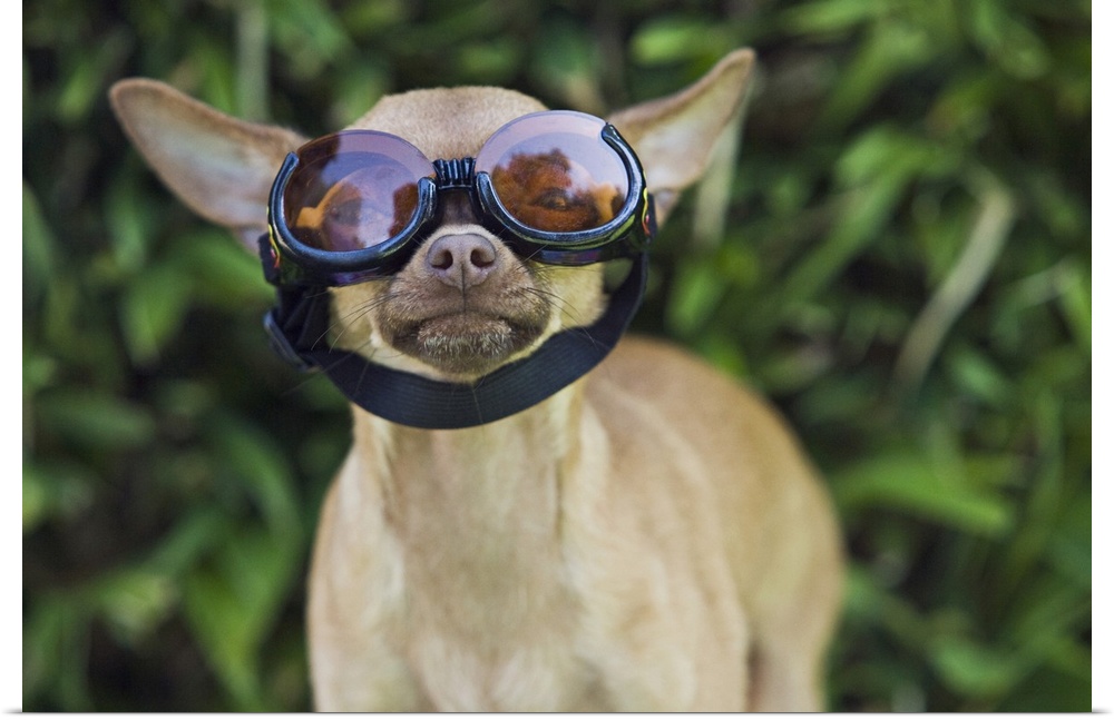 Chihuahua wearing goggles