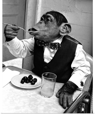 Chimpanzee Dining At A Table