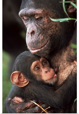 Chimpanzee Mother Nurturing Baby