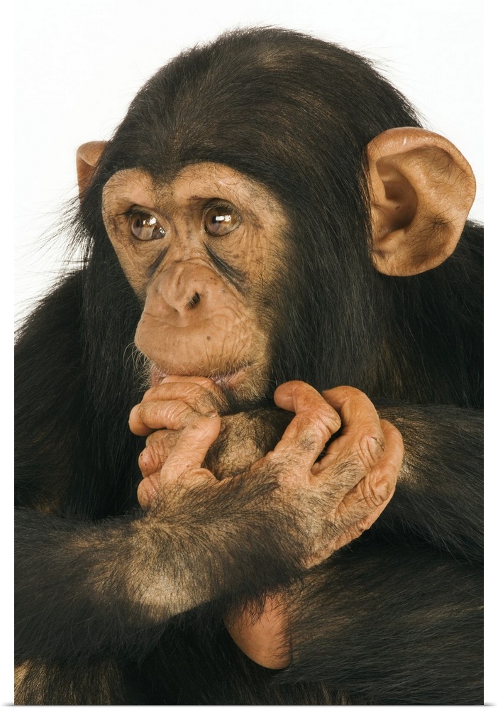 Chimpanzee (Pan troglodytes). Young playfull chimp. Studio shot against white background.