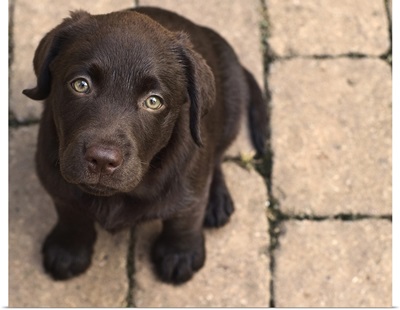 Chocolate lab puppy looking up.