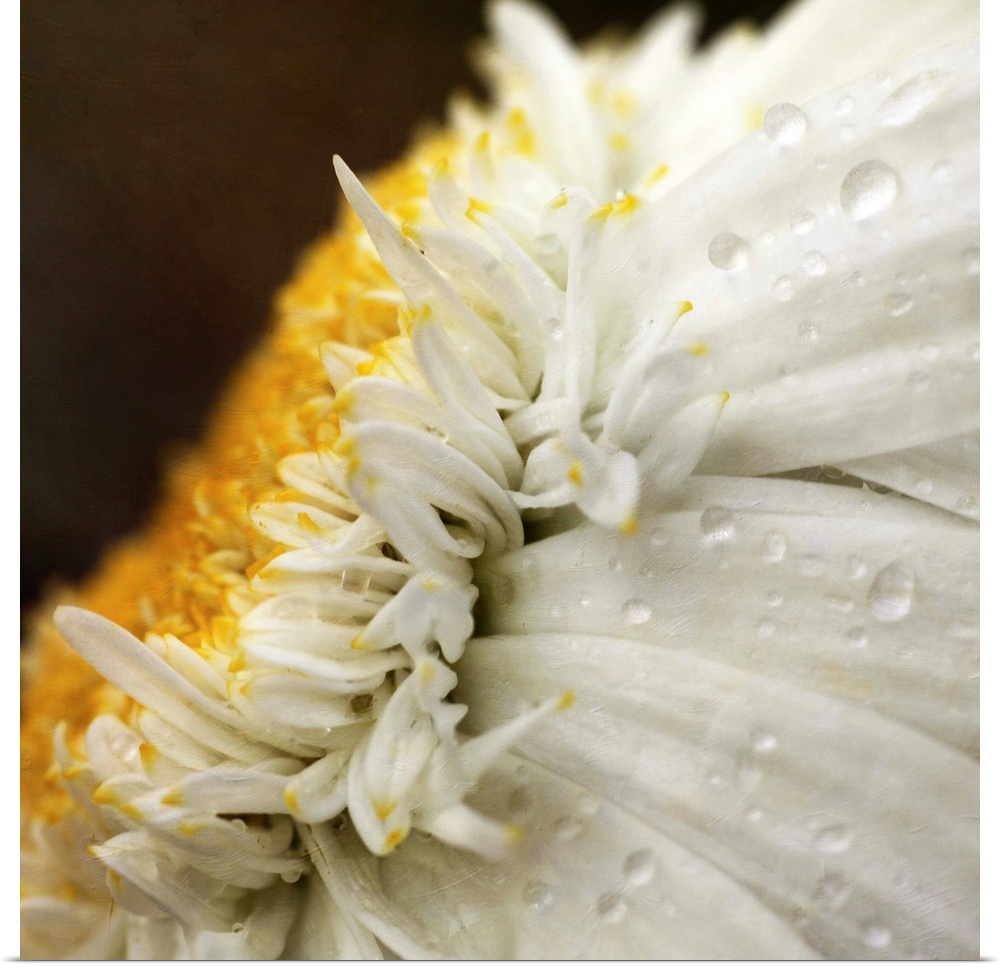 Close up of Chrysanthemum daisy flower with raindrops.