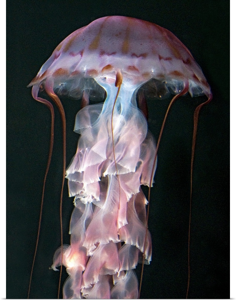 Juvenile jellyfish, Chrysaora (Pelagia) colorata. Purple-striped Jellyfish  Phylum Cnidaria ; Class Scyphozoa; Order Semae...