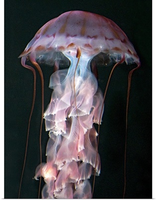 Chrysaora (Pelagia) colorata, Purple-striped Jellyfish