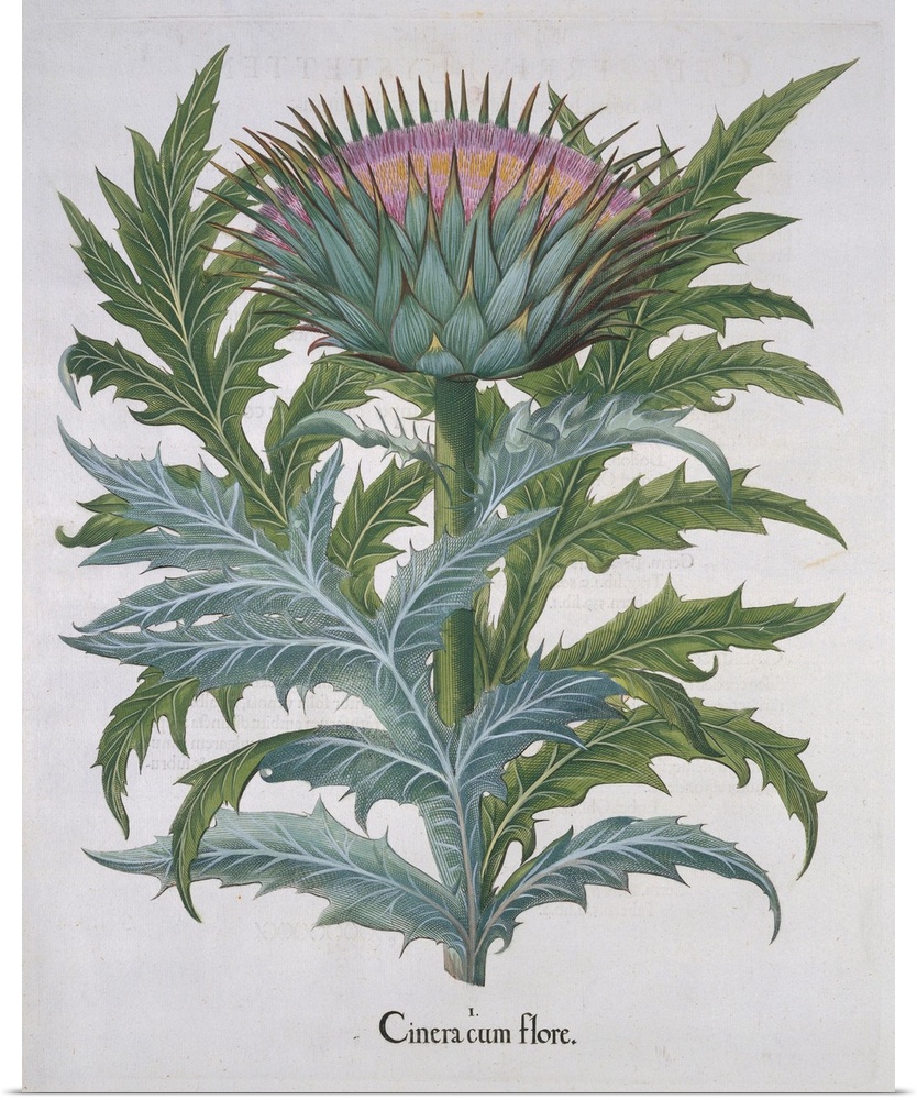 This illustration was published in the book Hortus Eystettensis ca. 1613.