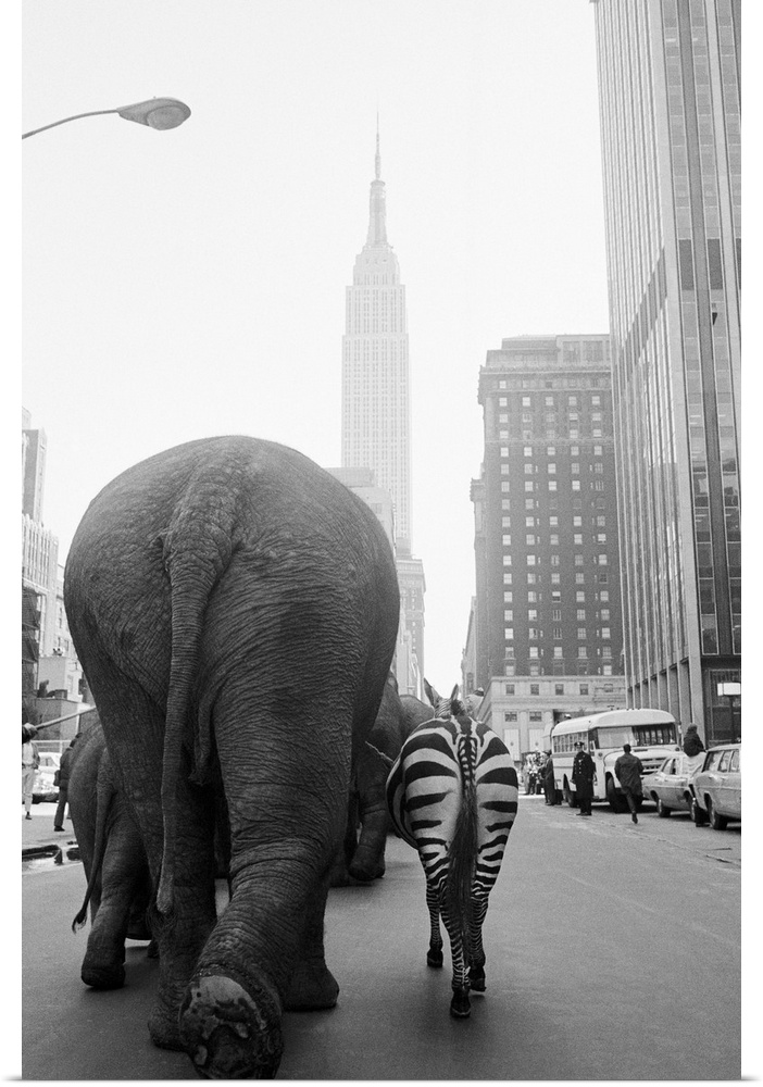 A troupe of elephants and a zebra walk down 33rd Street in Manhattan, hearlding the arrival of Ringling Brothers and Barnum