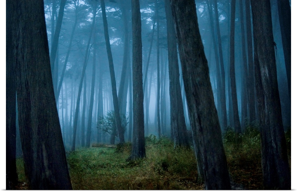 Fog surrounding Cypress trees in forest