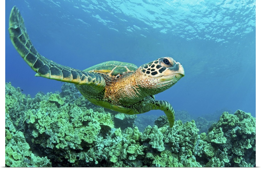 Close up endangered green sea turtle over coral reef in Makena, Maui, Hawaii.
