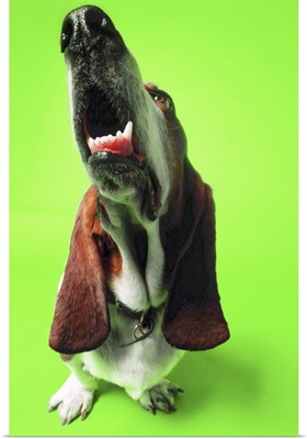 close-up of a basset hound looking up with its mouth open