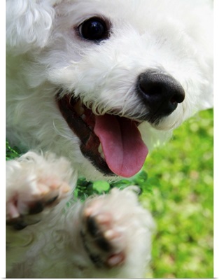 Close-up of a Bichon Frise sitting up and begging