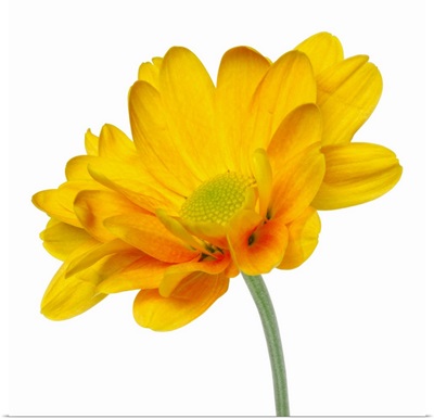 close-up of a chrysanthemum