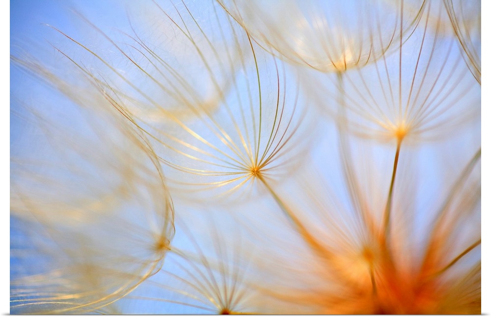 Close-Up Of A Dandelion