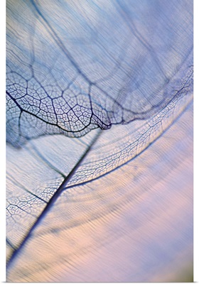 Close-up of a dried leaf vein