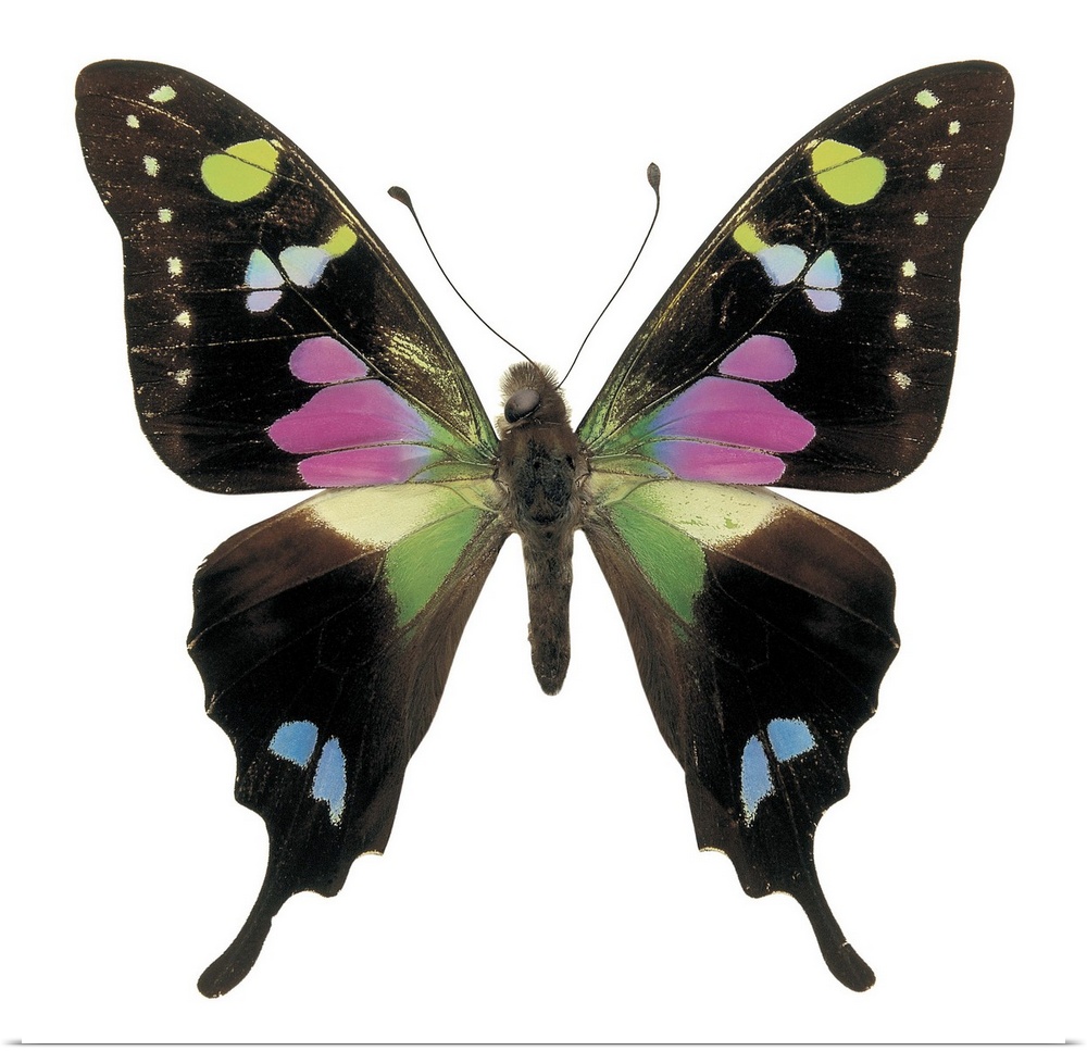 Close-up of a graphium butterfly