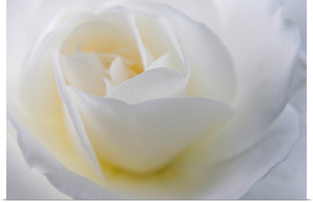 A macro photograph with shallow depth of field of a rose on a horizontal canvas.