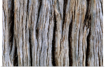 Close-up of bark, Kruger National Park, Mpumalanga Province, South Africa