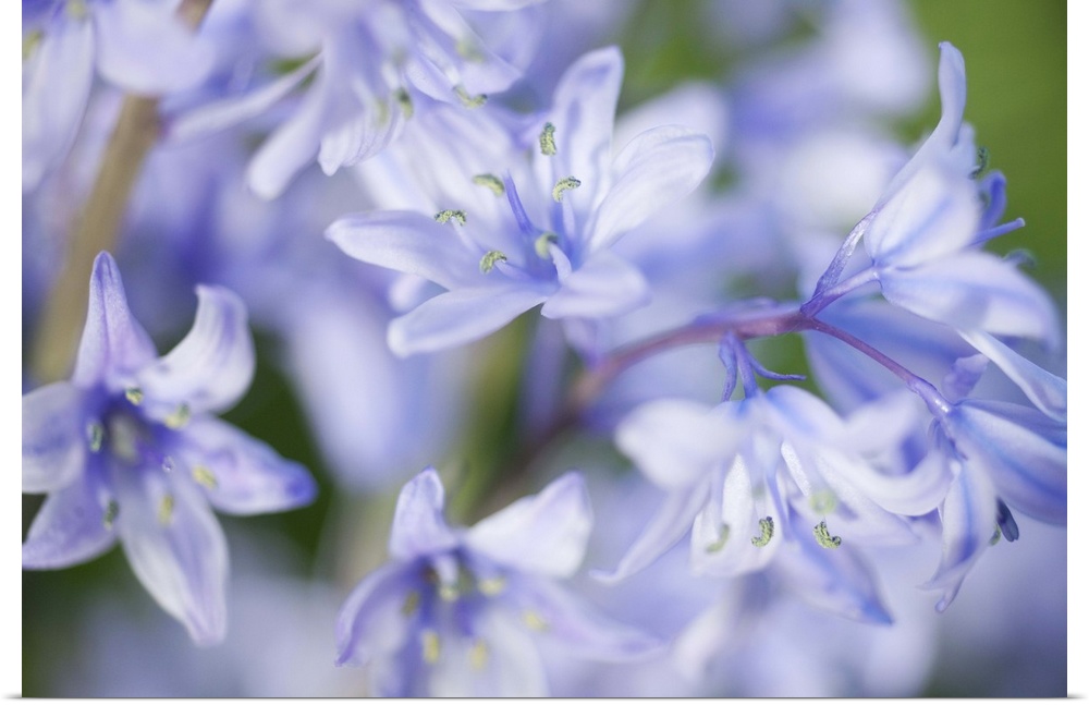 Close up of bluebells with limited depth of field