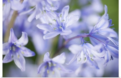 Close up of bluebells.