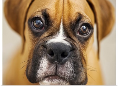 Close up of boxer puppy.