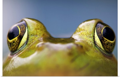 Close up of bulging eyes of American Bullfrog.