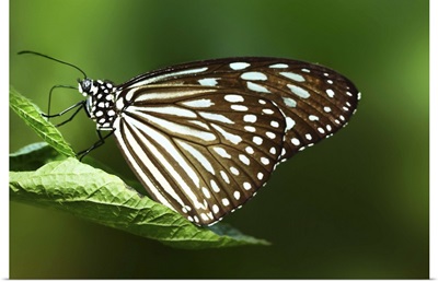 Close up of butterfly perched on leaf with green background.