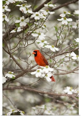 Close-Up Of Cardinal In Blooming Tree