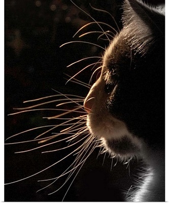 Close up of cat silhouette.
