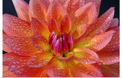 Close up of center of orange dahlia, with water drops on petals