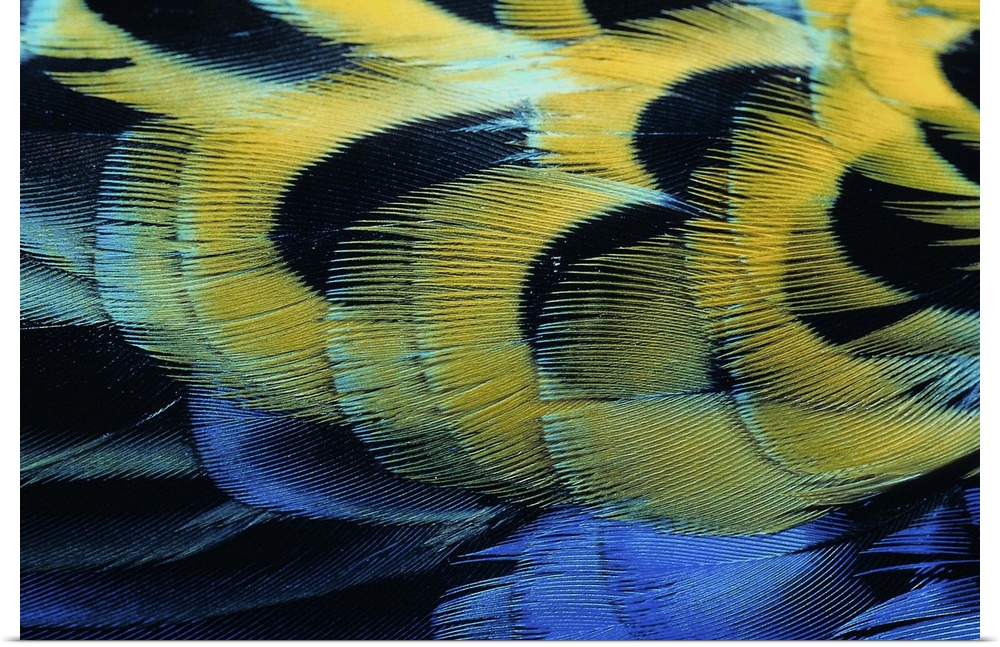 Close up of colored bird feathers
